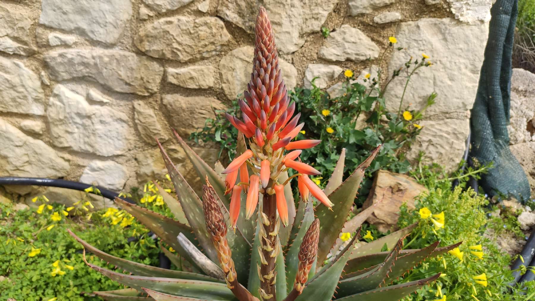 resized_ALOE