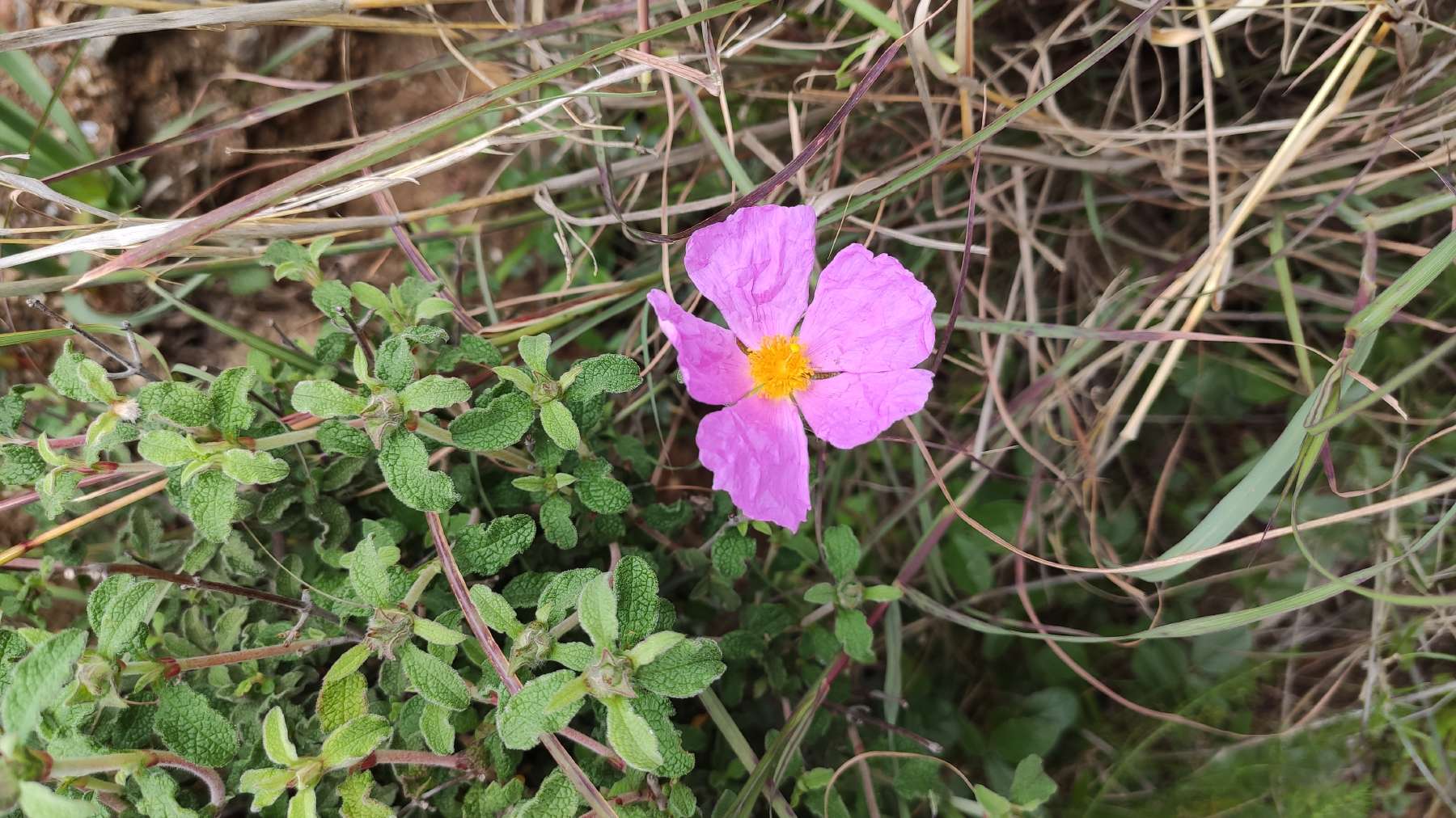 resized_CISTUS_1