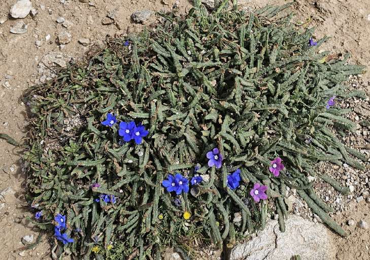 resized_ANCHUSA_01