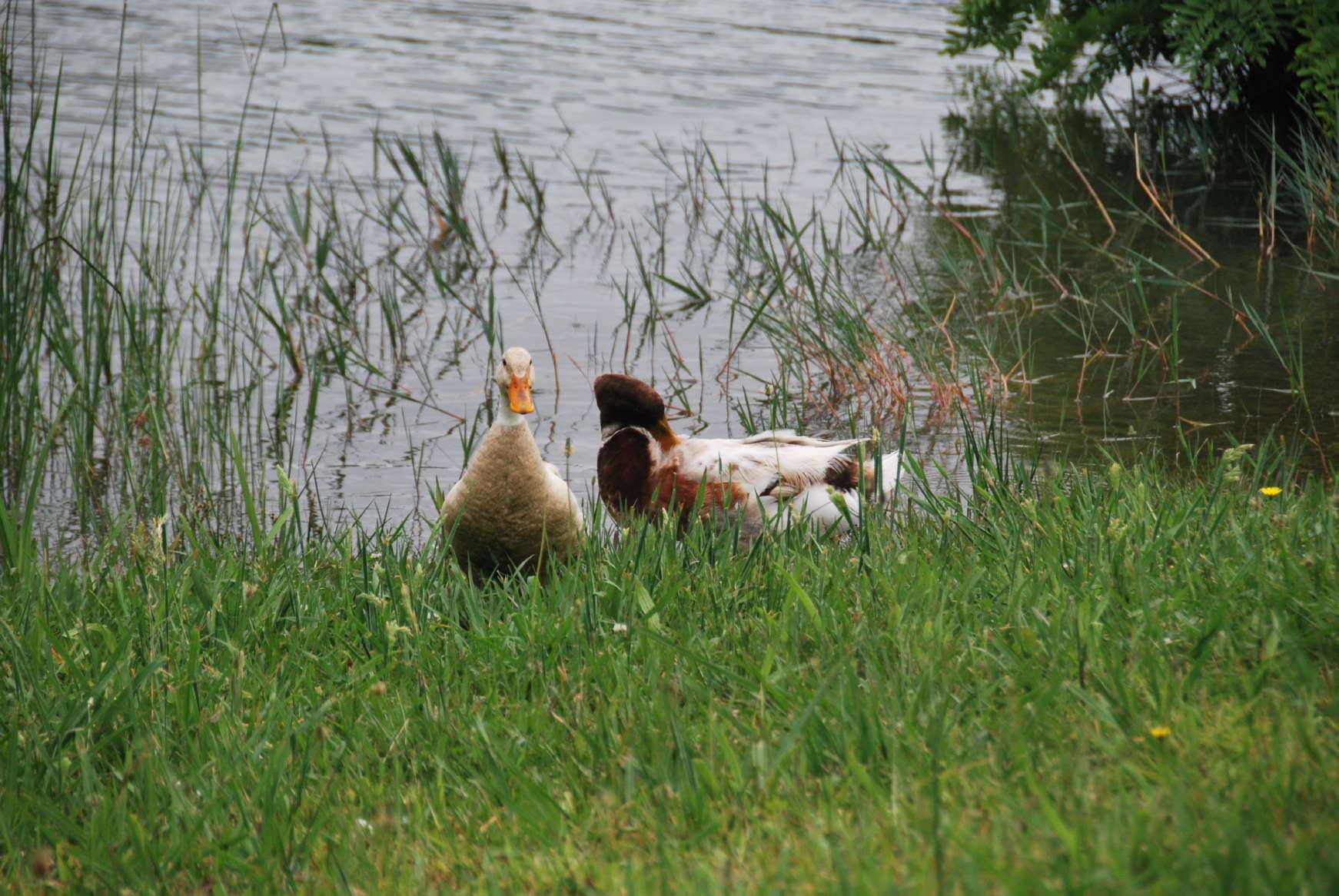 resized_DSC_0596
