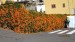resized_IMG_0231